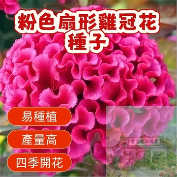 🌺粉色扇形雞冠花種子  矮桿花卉 四季播種 陽台庭院盆栽 新手易種 產量高 四季開花 雞冠花種子 花卉種子