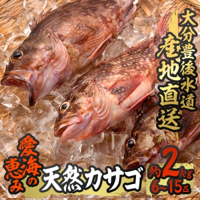 天然 カサゴ (約2kg・計6-15匹)