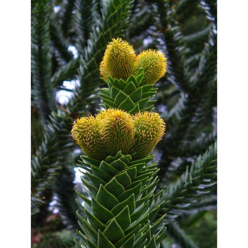 チリーマツ＜チリー松＞（モンキーパズル） 種子3粒 Monkey puzzle tree 3seeds | LINEブランドカタログ