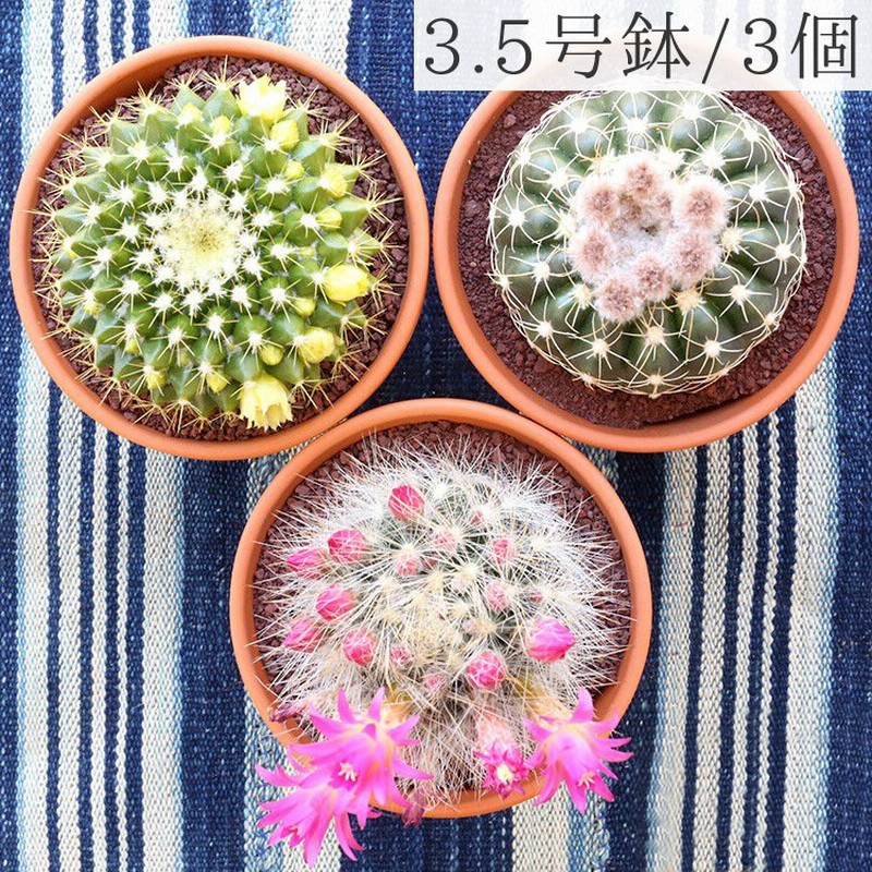 3 5号鉢 サボテン 3個 アソートセット 鉢植え インテリア 観葉植物 多肉植物 グリーン 緑 お洒落 ガーデニング プレゼント ギフト 通販 Lineポイント最大0 5 Get Lineショッピング