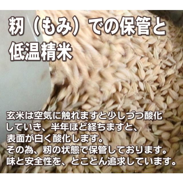 米 10kg 希少米コシヒカリ 玄米   農薬不使用 合鴨農法 お米 新潟 岩船産 令和5年産 新米   人気 おいしい 新潟米 こしひかり 送料無料