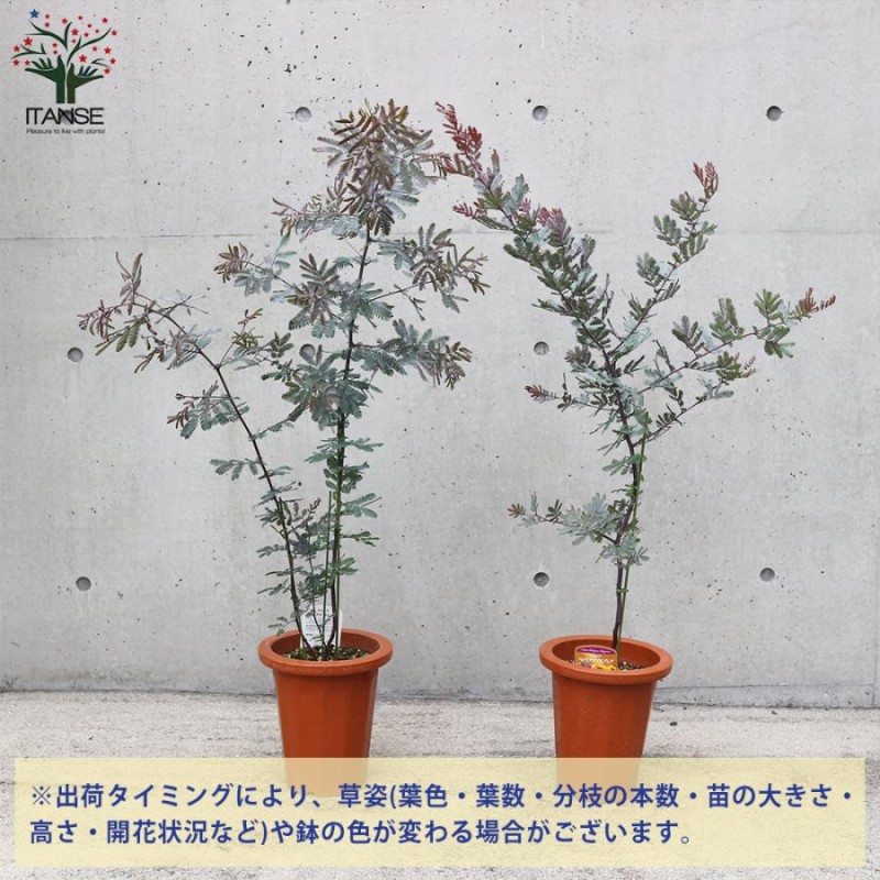 ITANSE アカシアプルプレア (銅葉ミモザアカシア) 庭木 7号鉢大苗(茶鉢) 1個売り 植木 花木 観賞用 プレゼント 贈答 送料無料  イタンセ公式 | LINEブランドカタログ