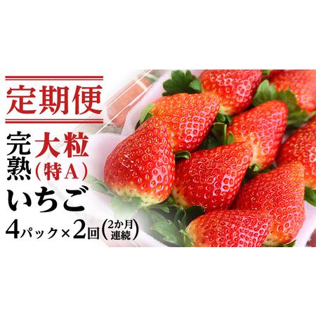 ふるさと納税  完熟 いちご 定期便！ 4パック × 2回 合計 8パック （1P約280g） 国産 いちご イチゴ 苺 かおり野 とちおと.. 茨城県桜川市