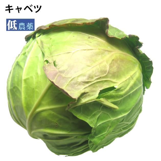 常備野菜 キャベツ 無農薬 1玉 送料別 ポイント消化 食品