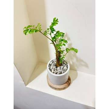 《Kamata🌈》☘️細葉福祿桐+原木底座☘️土耕植物、招財植物