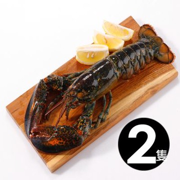 華得水產 活凍波士頓龍蝦2尾(700-750g/尾/特大尾)
