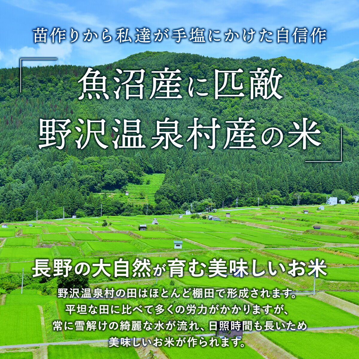 新米 令和5年産 野沢温泉村産 JAS有機 体によし コシヒカリ 10kg(5kg×2袋)