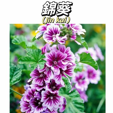 【台灣原生野花】錦葵種子｜紫紅小碗 童年回憶｜強健好養 荒地變花園｜招蜂引蝶 生態首選｜隨手撒就活 開花超美#林木花卉籽