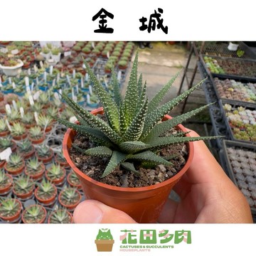 《花田多肉》🌵【金城】3吋盆 多肉植物/多肉/百合科/硬葉/室內植物