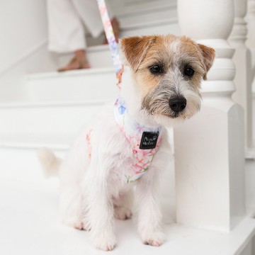 棉質親膚/環繞設計/自在舒適 | 狗胸背-無盡夏 Pawsholic爪迷