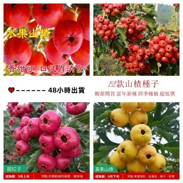 現貨 山楂種子（10粒）山楂種子盆栽地栽南方北方庭院種植特大果樹山楂種子水果種子 四季種植 超低價