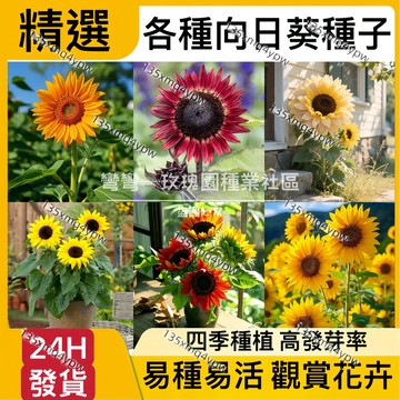 現貨【向日葵種子】（50粒）白色向日葵 矮稈多頭向日葵 向日葵種子 紅火輪向日葵 食用向日葵 矮桿多頭向日葵 超低價