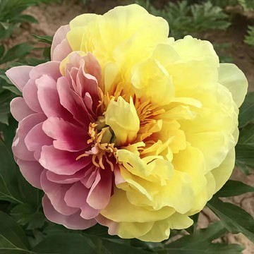 青禾園藝-黃金粉黛芍藥花種子 （SY-16）粉黃色係重辦濃香型多年生觀賞花卉耐熱大花型庭院陽台盆栽非牡丹四季種植#自留種