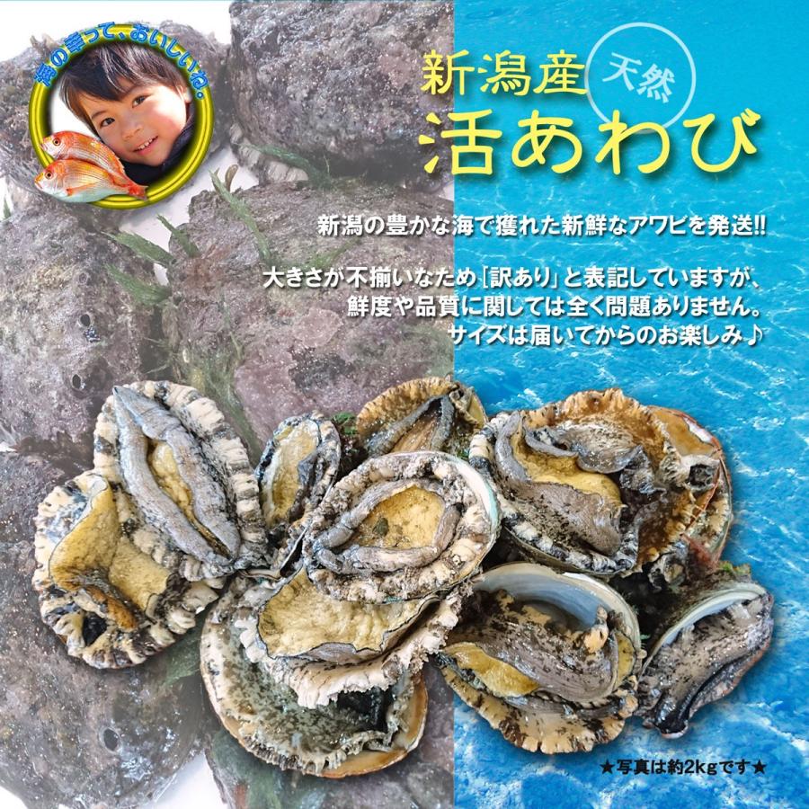 新潟産 天然 活アワビ・あわび 500g 訳あり