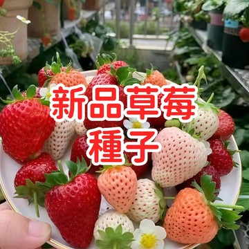 【新品草莓種子】四季結果 盆栽陽台 家庭菜園 當季新鮮 高發芽率 香甜多汁 免農藥 室內可種 台灣氣候適用 園藝療癒