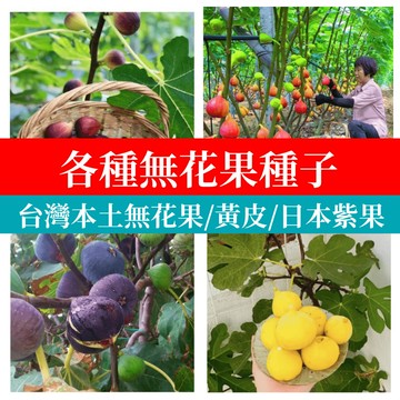 台灣原生無花果種子 新鮮當季 多品種果樹種子  陽台盆栽 家庭果園 栽種樂趣 園藝療癒 自栽食用 綠化佈置