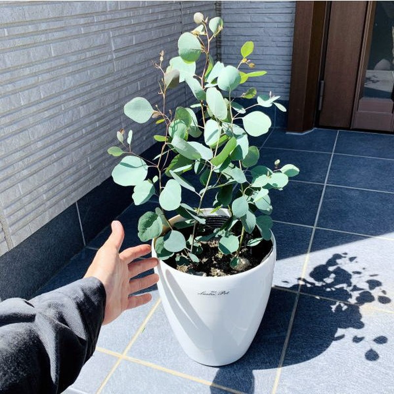 ユーカリ ポポラス 7号 株立ち 丸葉ユーカリ 鉢植え ポプルネア ボリューム株 翌日発送 母の日 ギフト 新築祝い シンボルツリー 庭木 植木 常緑樹 常緑高木 通販 Lineポイント最大0 5 Get Lineショッピング