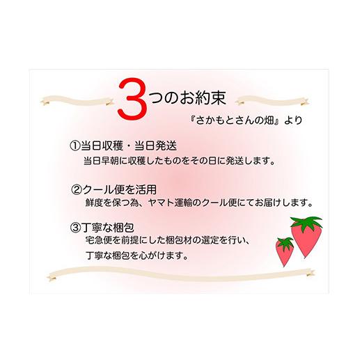 ふるさと納税 佐賀県 唐津市 『予約受付』シャインマスカット500g 1房 葡萄 ぶどう 果物 フルーツ スイーツ