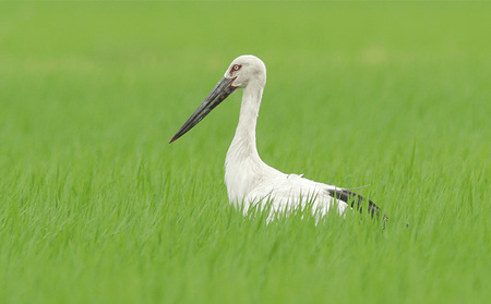 コウノトリ育むお米　令和5年度産　 10kg