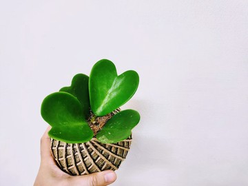 心葉毬蘭苔球│板植│窗邊植物│多肉植物│觀葉植物