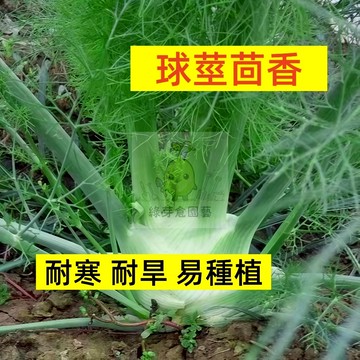 🌱早熟高產 球莖茴香種子HX-2 耐寒 耐熱 再生能力強 易生長抗病性強 茴香仔 小茴 易種植 高產陽台盆栽蔬菜種子