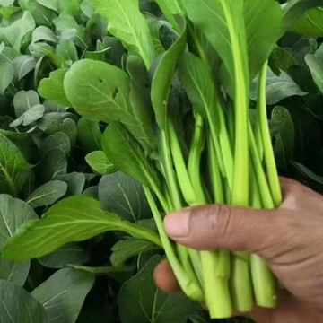 【正宗四九菜心】菜心種子｜快收嫩甜 台灣人最愛｜炒菜煮湯都對味｜耐熱強 陽台可種｜30天收成 新手必備｜附簡易教程