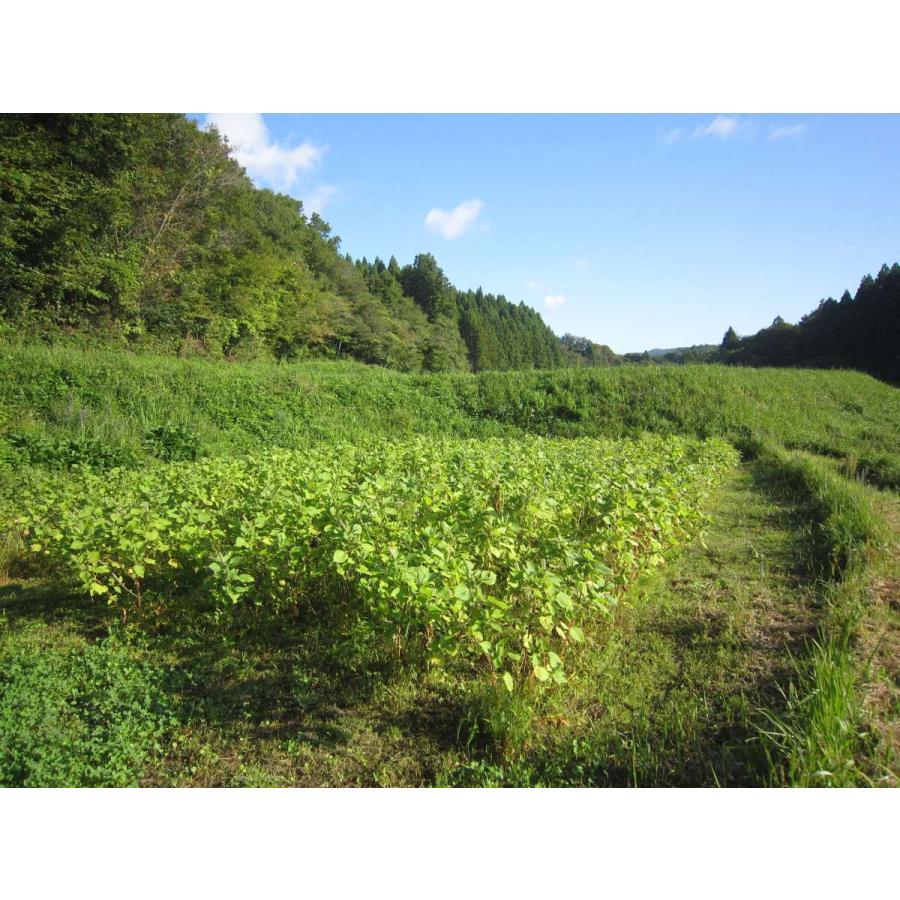自然栽培 荏胡麻（えごま） 100g　無農薬 無肥料 国内産 えごまの実 エゴマの実