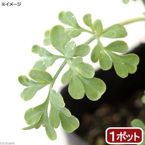 （観葉植物）ハーブ苗　ルー　ガーデンルー　３号（１ポット）　家庭菜園