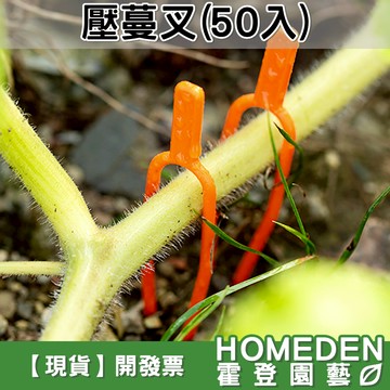 【隔日到貨】壓蔓叉 50入 壓蔓固定叉 藤蔓叉 固藤叉 草莓壓苗叉 走莖叉 攀爬 爬藤 觀葉【HOMEDEN霍登園藝】