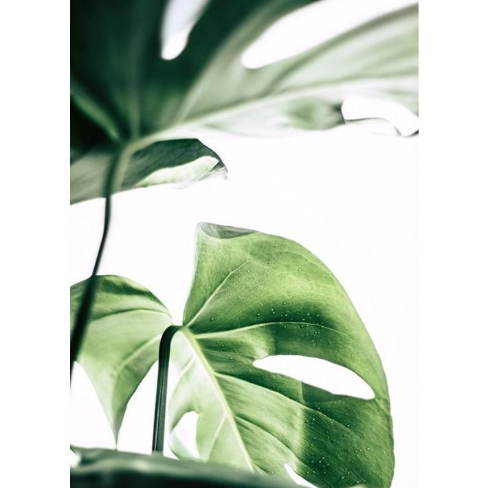 NOUROM MONSTERA #2 アートプリント ポスター (50x70cm)