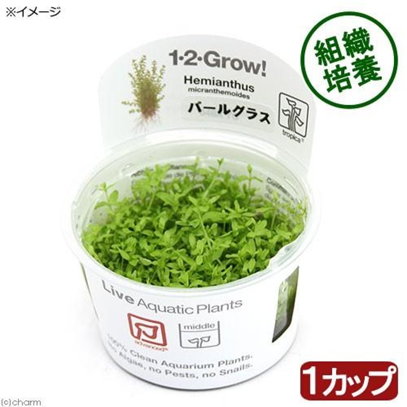 水草）組織培養１−２−ＧＲＯＷ！ パールグラス トロピカ製（無農薬