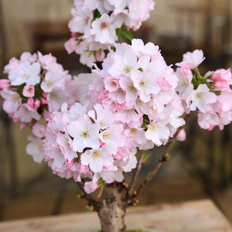 桜 桜散歩 錦糸公園 #東京 #桜 | Digital Life Innovator