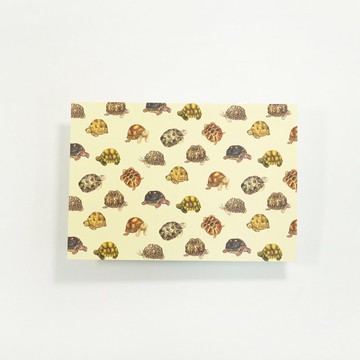 【陸龜先生】水彩插畫 花樣明信片 手帳 爬蟲 自然 蘇卡達 烏龜