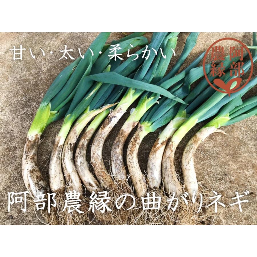 冬の鍋物に！甘くて柔らかい曲がりネギ　土付き20本（約3ｋｇ）福島県須賀川市の伝統野菜曲がりねぎ