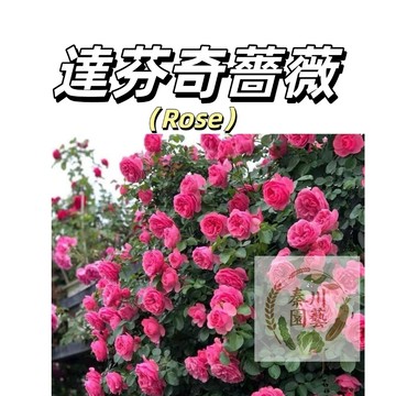 嘉義現貨（達芬奇薔薇花種子MG-31）Rose深紅色係大花爬藤玫瑰種子庭院陽台灑下就能活懶人觀賞花卉花海種子