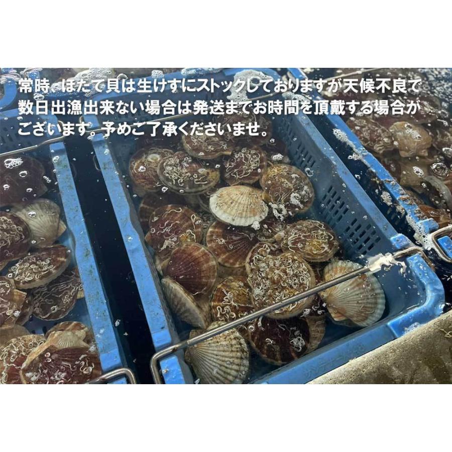 ホタテ 殻付き 活ホタテ 青森陸奥湾産 10キロ 送料無料 生食 刺身 通販 OXY元気！