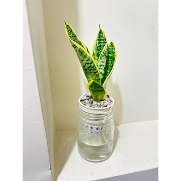 ☘️金邊 虎尾蘭☘️多肉植物 淨化空氣、懶人盆栽、風水植物