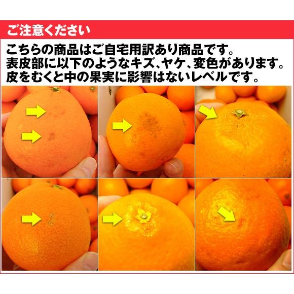 愛媛産 紅まどんな 5Kg箱 Mサイズ ご家庭用 ご自宅用　送料無料　少し訳あり 多少キズあり 気軽な 贈り物 おすそわけ