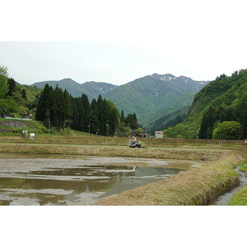 令和4年産 新潟県産里山のコシヒカリ 白米 (10?（２k×5）)窒素ガス充填パック包装