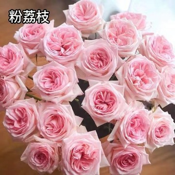 🌹【玫瑰花種子大全】🌹 濃香型超多款香水玫瑰花種子 七彩玫瑰 紅玫瑰 白玫瑰 藍色妖姬玫瑰玫瑰花束 四季陽台庭院盆栽種植