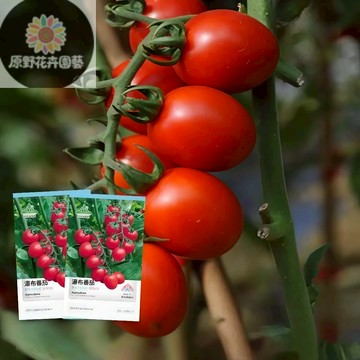 （快速出貨）原裝進口瀑布番茄種子 紅聖女果 千禧番茄 盆栽垂吊 無限生長 爆產小番茄 陽台農場 甜脆多汁 新手可種