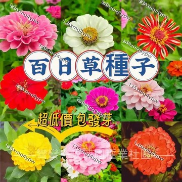 現貨✨【百日草種子】（250粒）重瓣花卉種子百日菊 百日草 花卉種子四季開花 花海種子易養活 超好養 新手易種 景觀花海