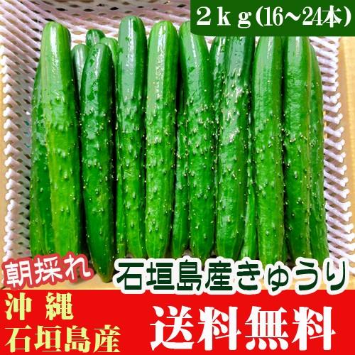 朝採れ！きゅうり 2ｋｇ(16〜24本) 石垣島産　送料無料