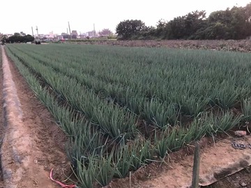 【承辦專員】梓官有路開心農場便宜美農地#獨家專約｜高雄市梓官區新興段