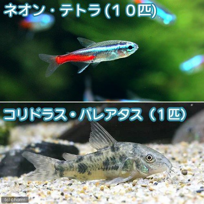 熱帯魚）ネオンテトラ（１０匹） ＋コリドラス・パレアタス（１匹） 北海道・九州航空便要保温 通販 LINEポイント最大0.5%GET |  LINEショッピング