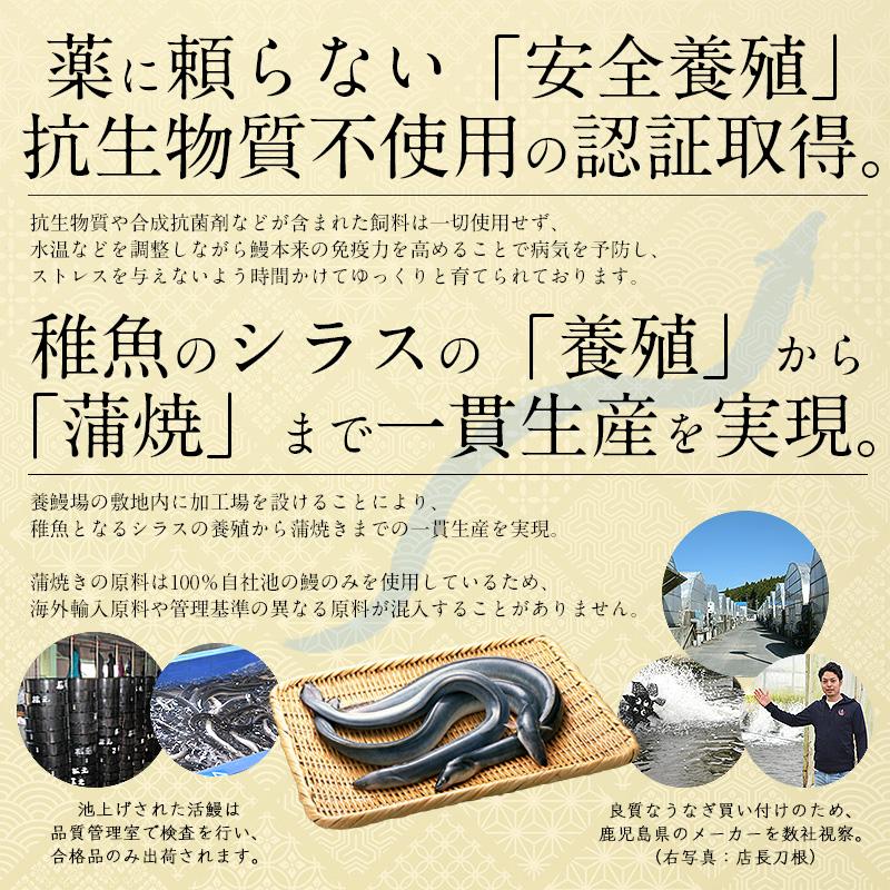 うなぎ 蒲焼き 国産 無頭 特大サイズ 約200g×3尾 ウナギ 鰻 化粧箱 うなぎ蒲焼 贈り物 ギフト グルメ プレゼント 冬グルメ 冬ギフト