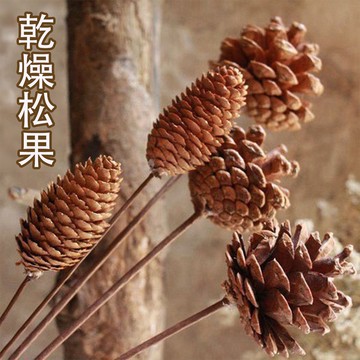 🌰台灣出貨🌰乾燥花 松果支 單支 松果 松塔 永生花 仿真花 素材 不凋花人造花 乾燥花材 花藝設計 婚禮佈置 拍照用具