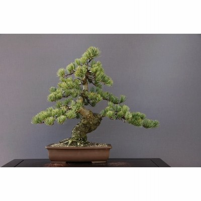 盆栽 桜 藤寄せ植え 陶器鉢 22年春開花予定 鉢が選べる さくら ふじ お花見 誕生日 祝 旭山桜 ギフト Gift プレゼントにもbonsai 通販 Lineポイント最大0 5 Get Lineショッピング