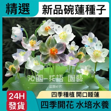 熱銷-24H-發貨 新品【碗蓮種子】已開口蓮花種子 水培水養 四季種植  四季開花 水培碗蓮種子 植物睡蓮 碗蓮花種子
