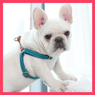 🌈悅寵✨復古款Vintage | 雙扣H型胸狗狗胸背帶 | H型防掙脫 | 文青狗胸背帶